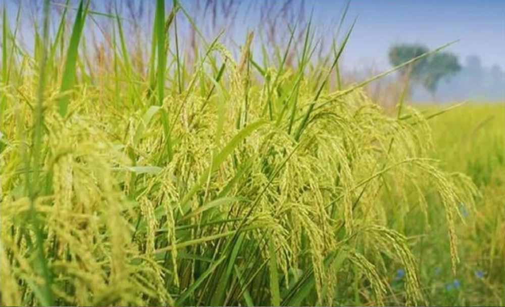 हरियाणा में ‘फिजी वायरस’ का कहर, कई जिलों में 1500 एकड़ धान की फसल बर्बाद