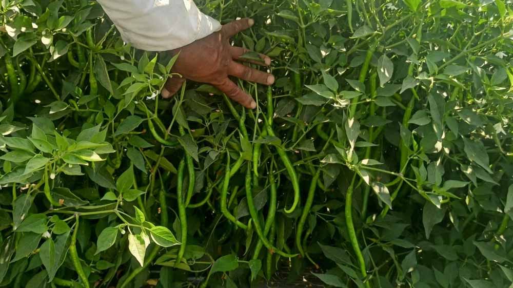 हरियाणा के पहाड़ी किसानों की नई पहल, प्राकृतिक मिर्च की आधुनिक खेती से बढ़ेगी आय