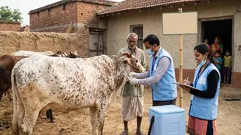 हरियाणा में लंपी वायरस की दस्तक, बॉर्डर वाले इलाके सील; पशु व्यापार पर लगी रोक