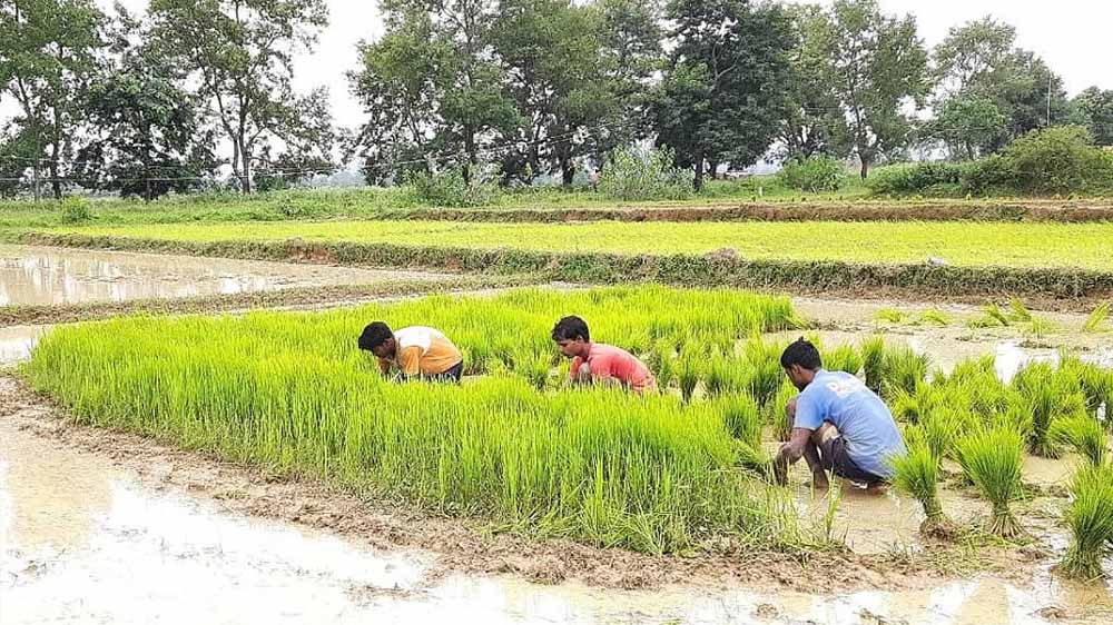 हरियाणा में धान की खेती पर दोहरी मार, पिछैती फसल पर अब सूखे का संकट
