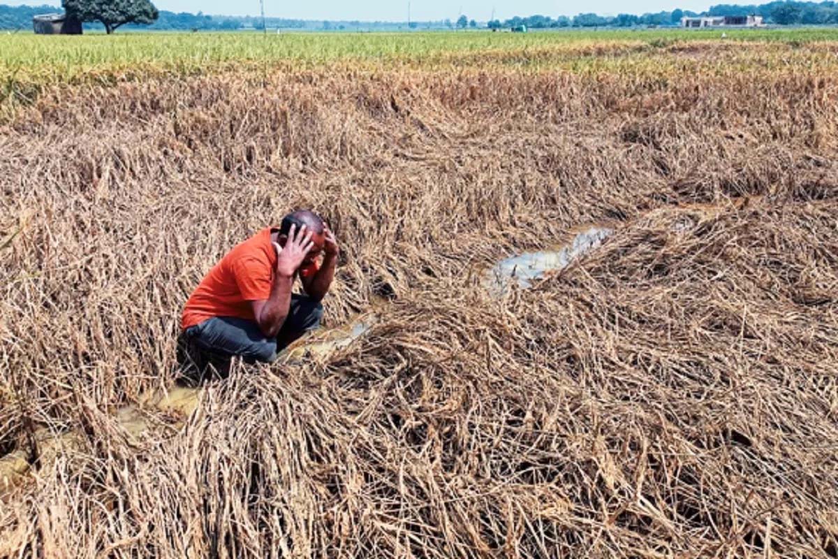 बस्तर में बाढ़ और तूफान से 4 हजार हेक्टेयर धान बर्बाद, किसानों को मिलेगा ₹10 हजार प्रति एकड़ मुआवजा